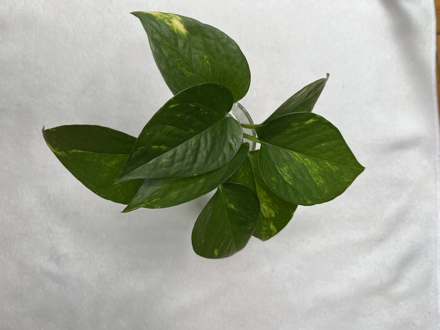 Golden Pothos Cuttings – 4 Healthy Rooted – Easy Care Indoor Plant (Epipremnum aureum) – Multicolor Green & Gold Foliage