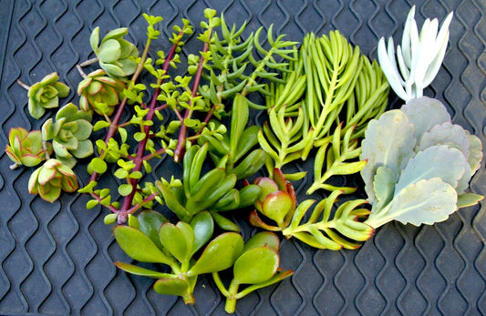 20+ Easy Succulent Cuttings - Mixed Varieties - Perfect for Beginners - Succulent Cuttings for Planting & Propagation