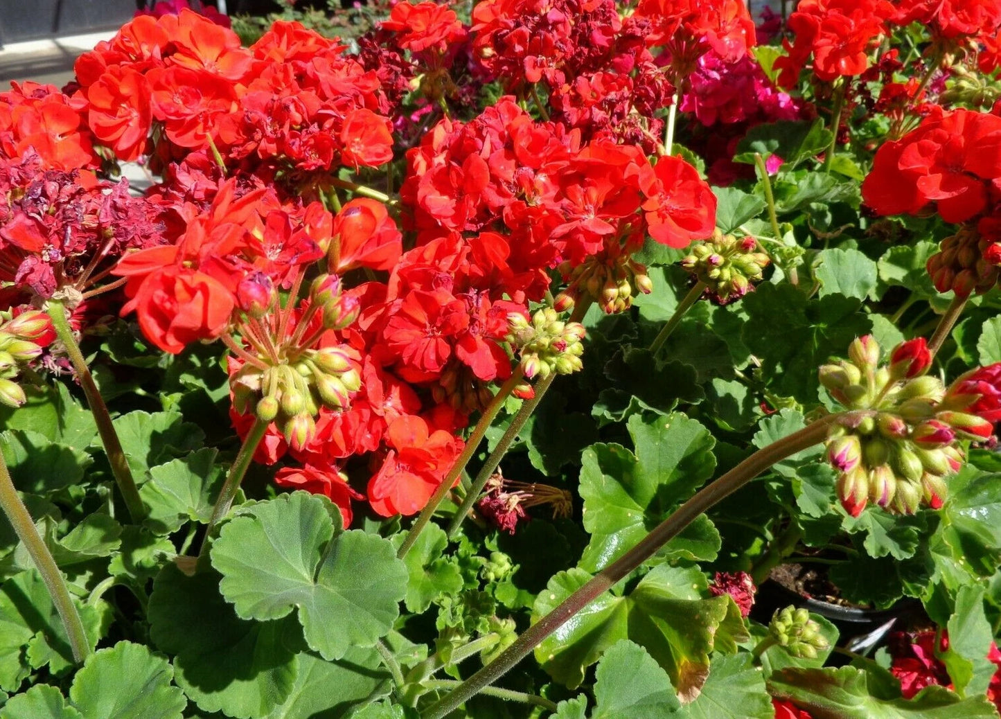 Hardy Geranium Cuttings 5 x 6" Big Red Flower Fragrant Pelargonium - Fresh Green Starter Plants for Easy Care Gardening