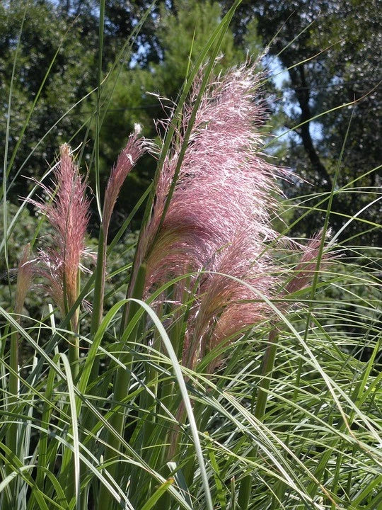 Live Pink Pampas Grass Plant in Pint Pot - Cortaderia Selloana 'Rosea' - Ornamental Grass for Garden Privacy and Decor