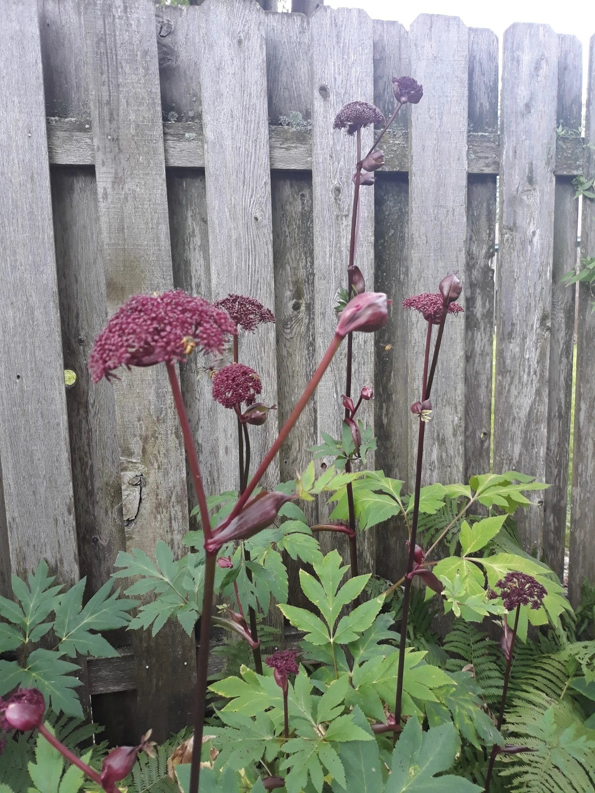 Korean Angelica Plant Roots (2) - Angelica Gigas - Biennial Perennial Bareroot for Garden - Reseeding Herbaceous Plant