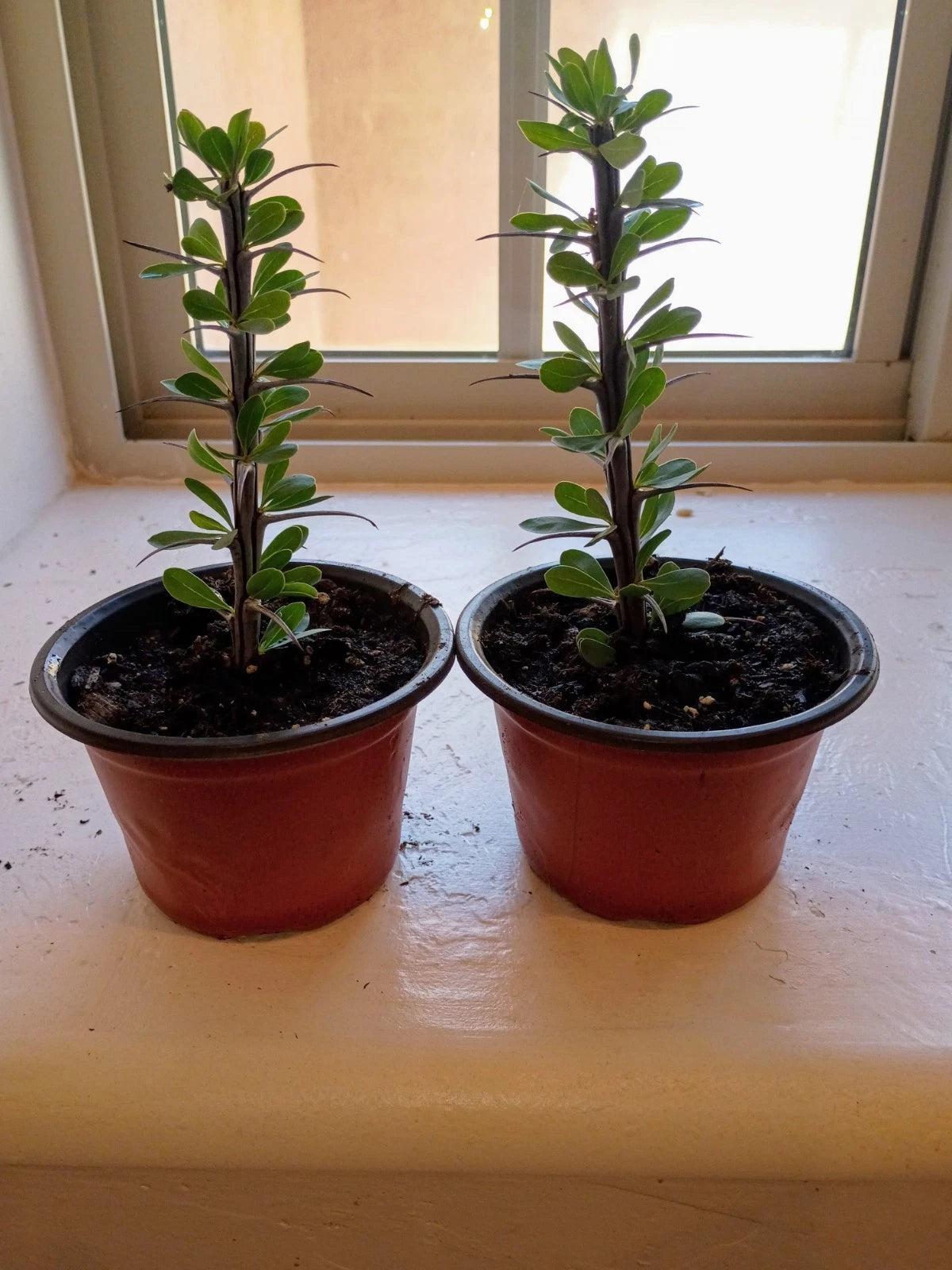 Ocotillo Cutting - 2 Potted Cuttings - Fouquieria splendens - Drought-Resistant Evergreen Cacti for Indoor/Outdoor Use