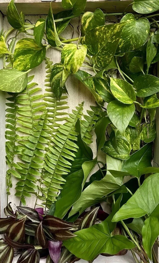 20 Rooted Plant Cuttings Variety Pack - Pothos, Ferns, Wandering Jew, Arrowhead Vines - Easy to Grow Houseplants