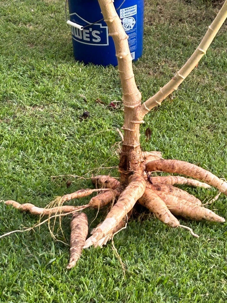 Cassava Cuttings - 4 Organic White Cuttings for Planting - Manihot esculenta, Yuca, Tapioca - Grown in Hawaii