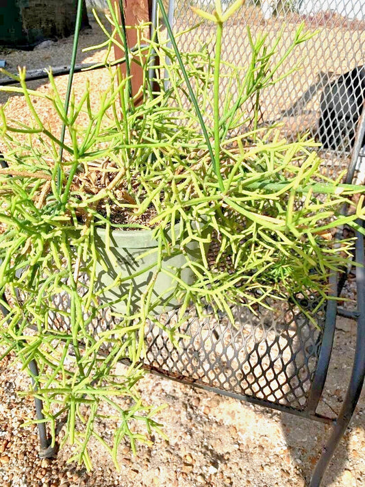 6 Fresh Cuttings Orchid Cactus Rhipsalis heteroclada, Unrooted, Easy to Grow, Unique Indoor Plant Decor