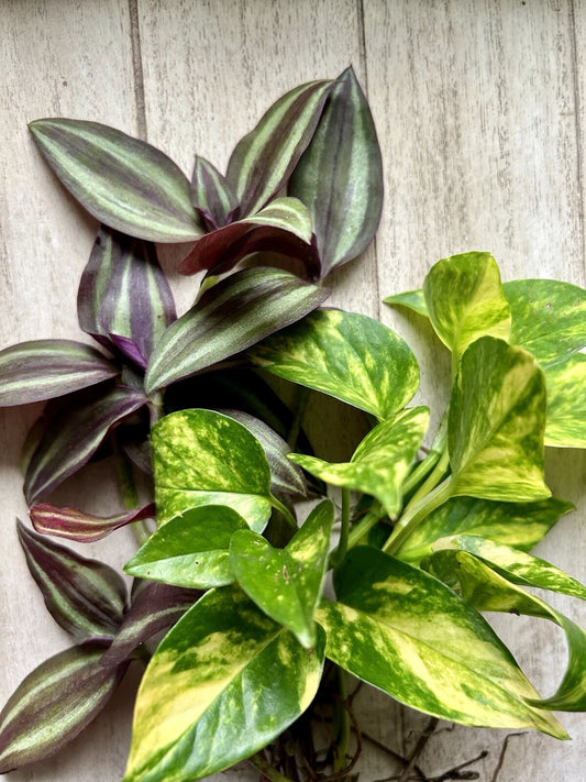 20 Rooted Plant Cuttings - Pothos & Wandering Jew - Healthy Indoor Plants - Epipremnum aureum & Tradescantia zebrina