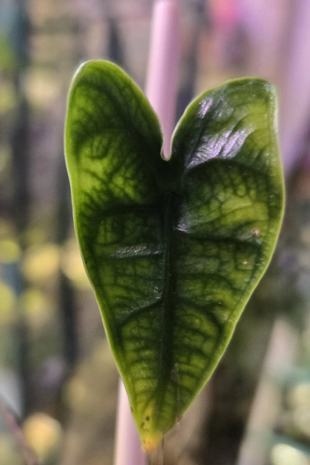 Reticulata Alocasia Zebrina Live Plant in 2½" Pot - Unique Exotic Foliage for Indoor & Outdoor Spaces - Alocasia zebrina Jackolyn Cross