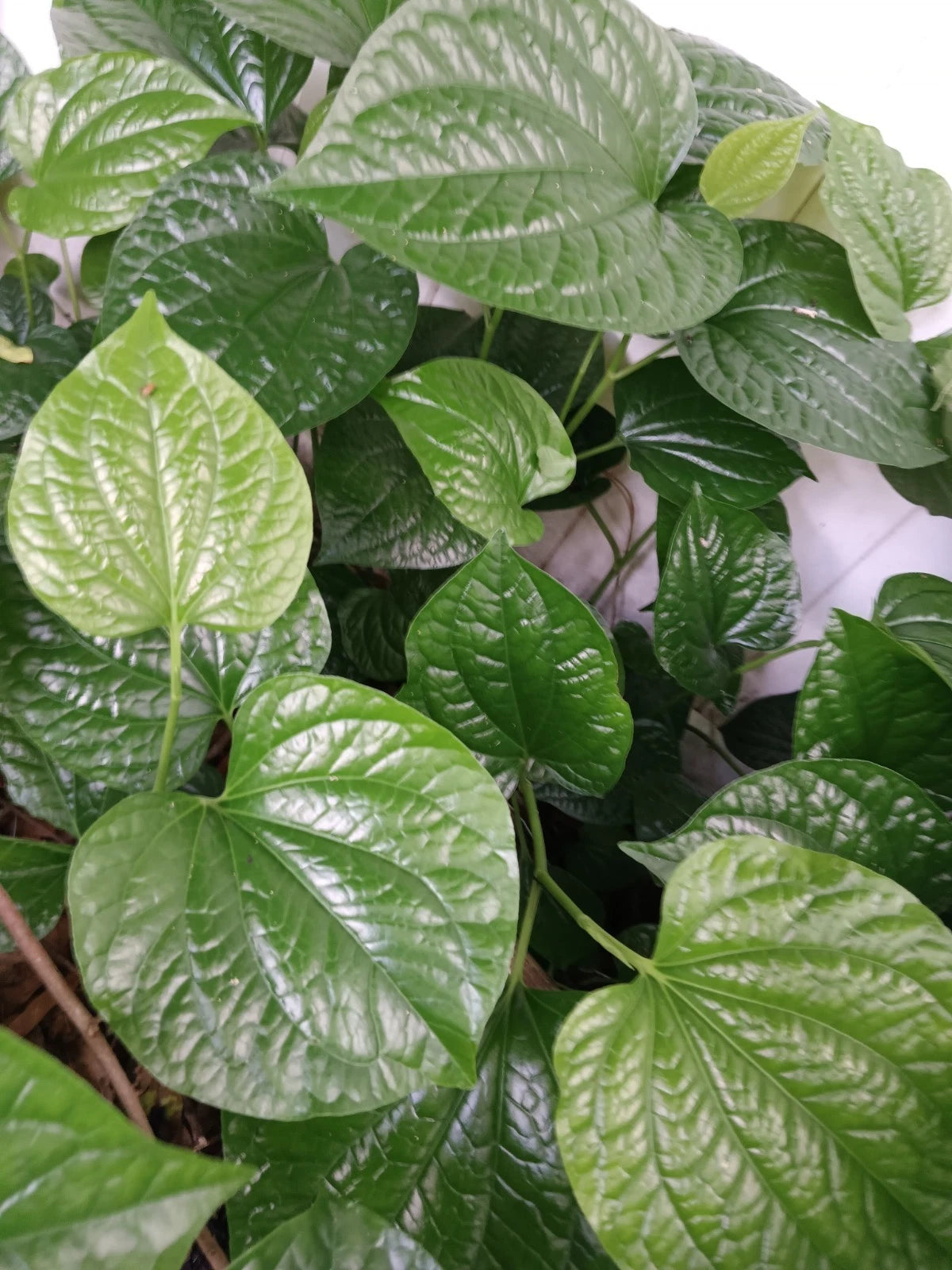 Large Live Piper Sarmentosum Plant - Wild Pepper - Edible Vine - Bare Root - Fast Growing - Ideal for Zones 10b-12b