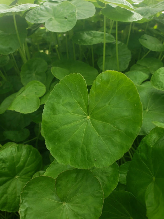 Bare Root Gotu Kola Plant - Indian Pennywort - Centella Asiatica - Edible Herb, Drought-Resistant, Low Maintenance