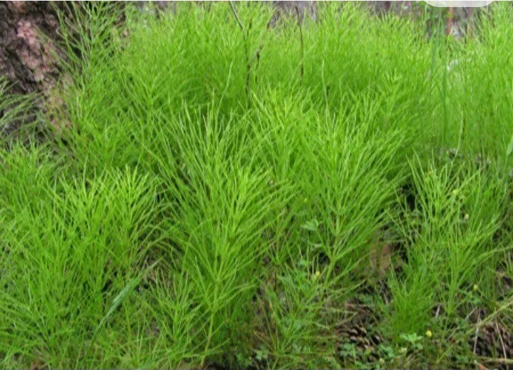 Horsetail Shavegrass Bareroot Plants - Edible Herb, Common Native, Equisetum arvense - 2 oz Package, 5-10 Roots for Gardening