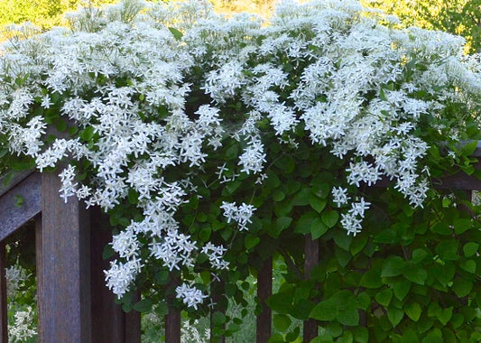 3 Sweet Autumn Clematis Live Plants in 4" Pot - Beautiful Perennial Vine, Clematis terniflora, Flowering Autumn Blooms