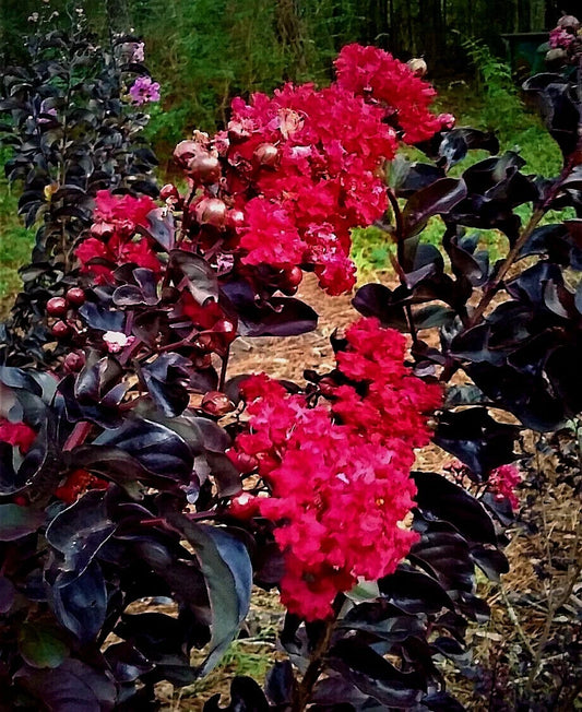 "2 Black Diamond Crape Myrtle Starter Plants 6" - Dark Red Flowers, Black Foliage - Lagerstroemia indica"