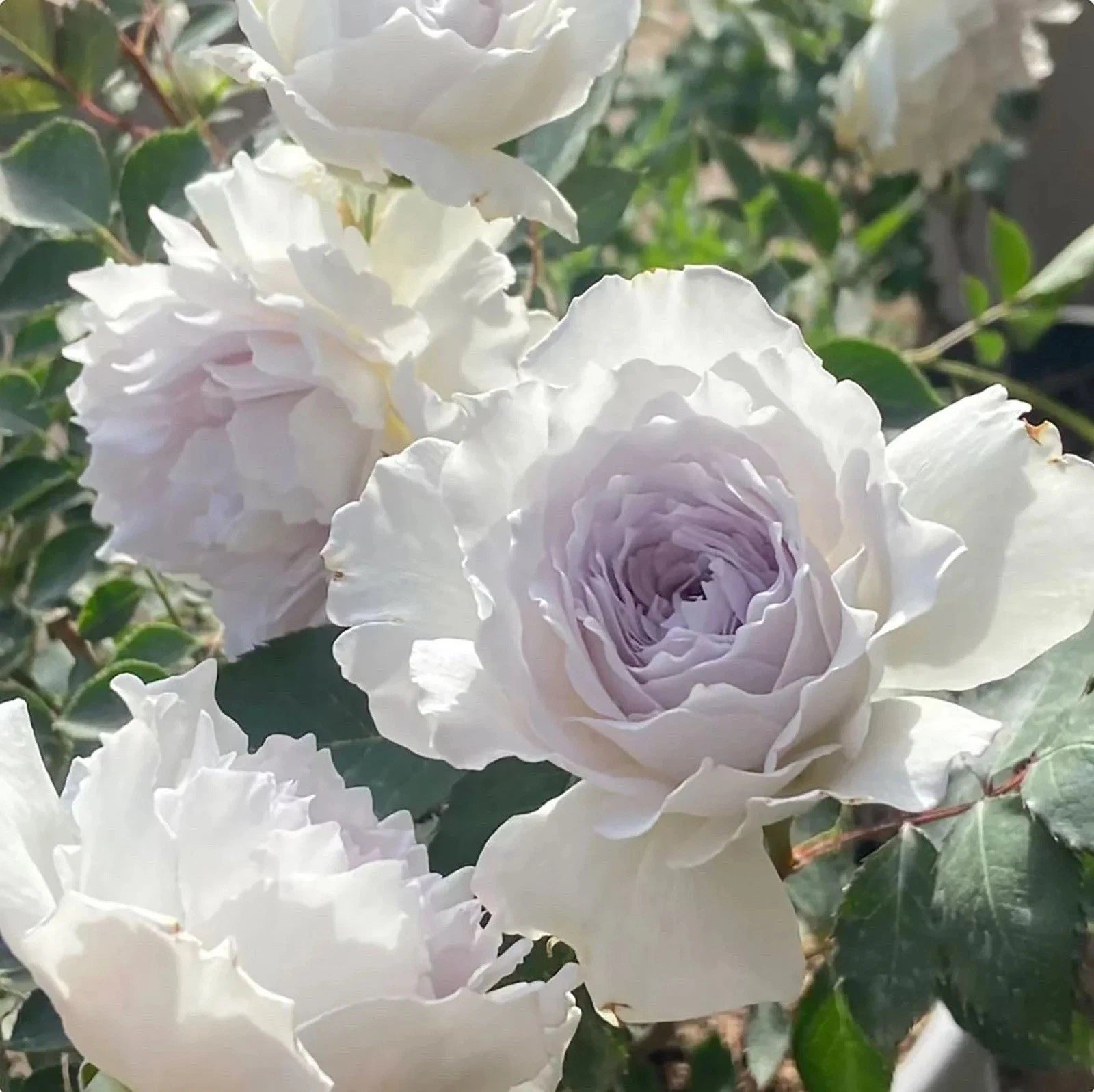 Japanese Shrub Rose Seedling - Gabriel Variety, Strong Fragrance, Non-Grafted, Rosa spp. - Elegant Blooms in White & Lavender