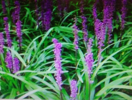 12 Bare Root Liriope Plants, Monkey Grass, Purple Foliage, Lilyturf (Liriope muscari) - 4"-6" Live Starter Plants
