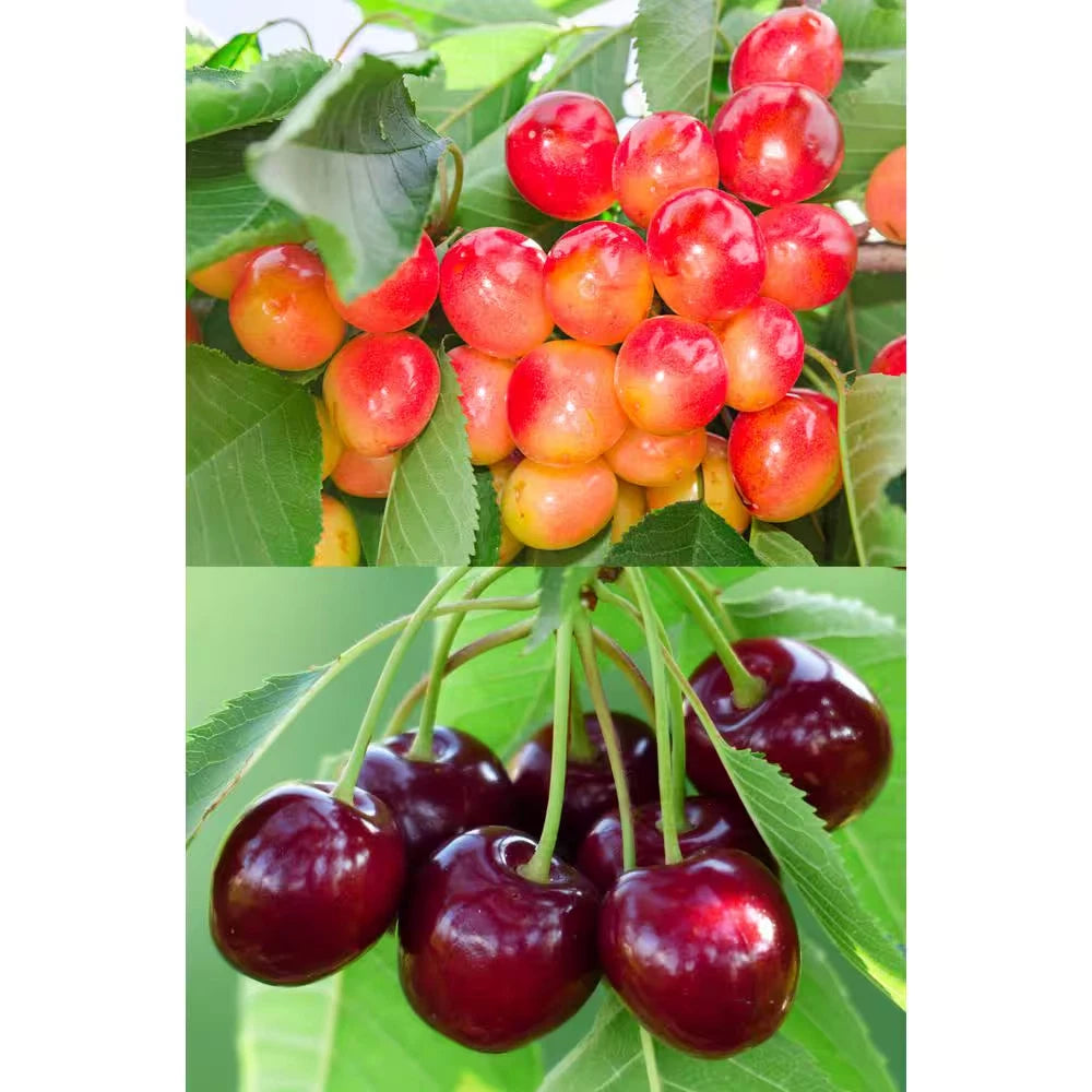 Double Cherry Twist Tree Bare Root - Mixed Varieties, Prunus avium - Unique Pollination & Seasonal Harvest, Deer Resistant, Non-GMO