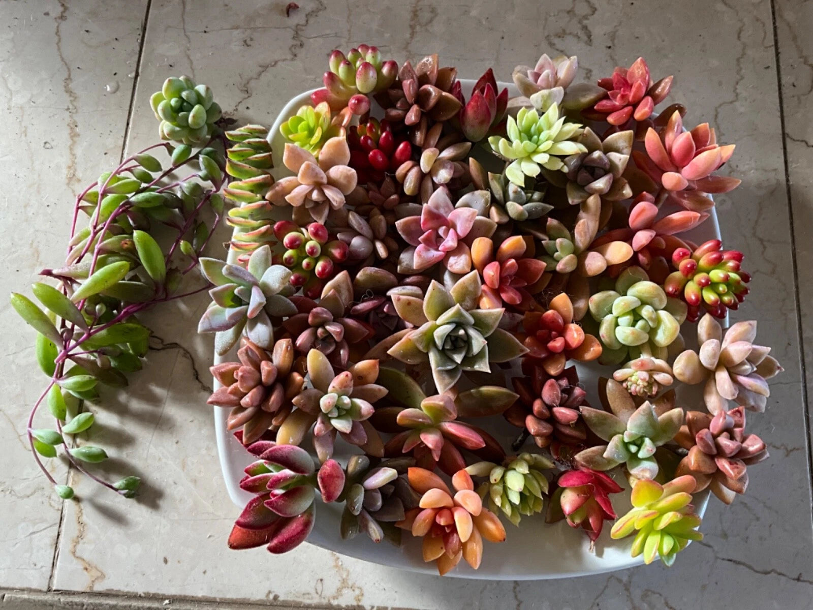Succulent Cuttings 40 Count Colorful Healthy Mix Echeveria & Others