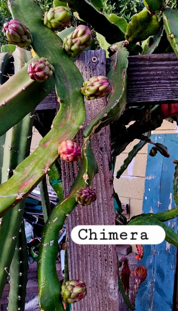 Rare Red/Pink Chimera Dragon Fruit Cuttings 12-18" Unrooted Hylocereus Undatus