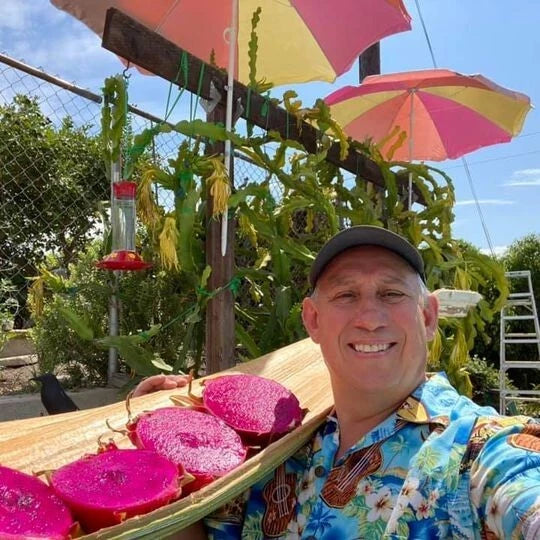 Self Fertile Dragon Fruit Plant - 3-4' Tall - American Beauty - Hylocereus undatus - Produces Magenta Fruit