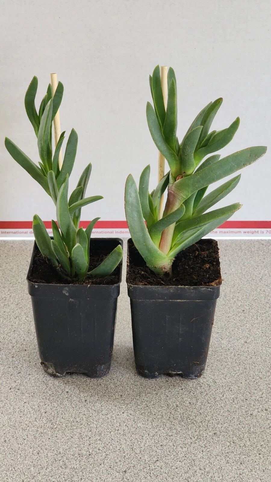 Live Ice Plants Succulents 2-Pack - Delosperma Coastal Pig Face - Rooted in Soil, Colorful Ground Cover
