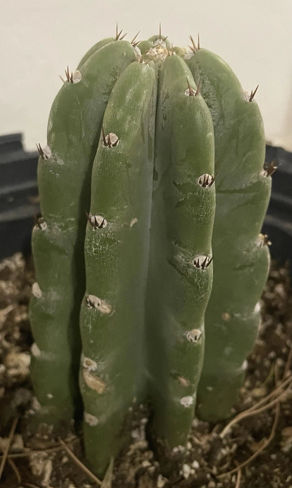 Live Rooted Peruvian Apple Cactus - Cereus peruvianus - Rare Desert Cactus - 5+ Inches - Edible Fruit Plant