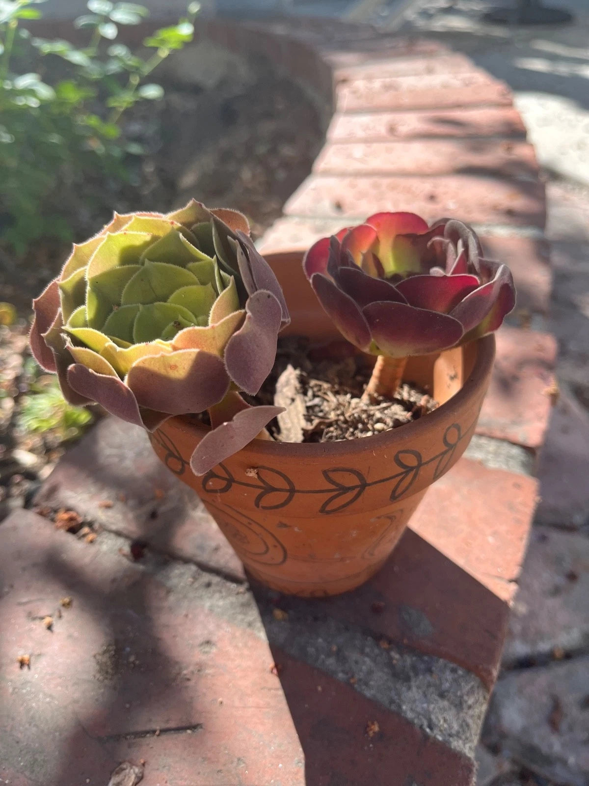 Live Succulent Plant Cuttings 2 Pack Red Green Varieties - Perfect for Home Decor, Gifts - Ideal for Plant Lovers