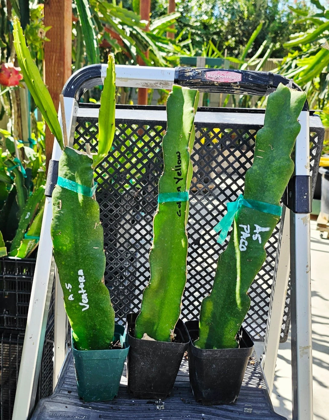 Rooted Dragon Fruit Cuttings - 12 to 16 Inches - 20 Varieties - Hylocereus spp. - Healthy Mature Plants for Gardening