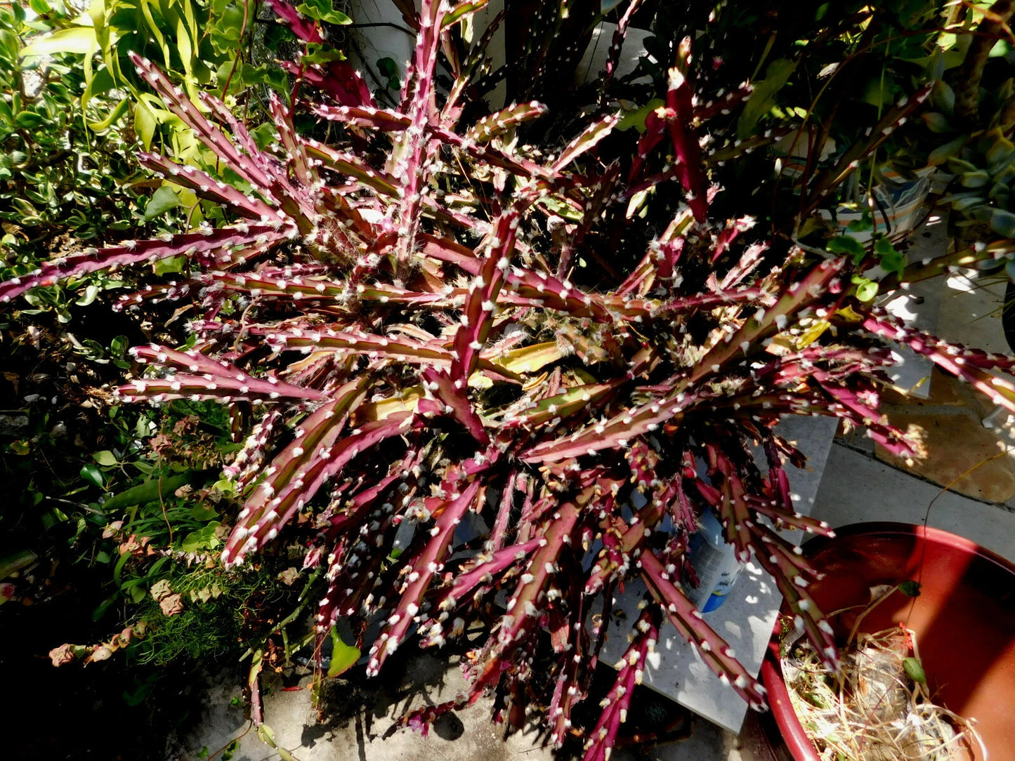 Lepismium Cruciforme SUPER RED CLONE Jungle Cactus Cuttings - Red Rhipsalis Family Hanging Plant