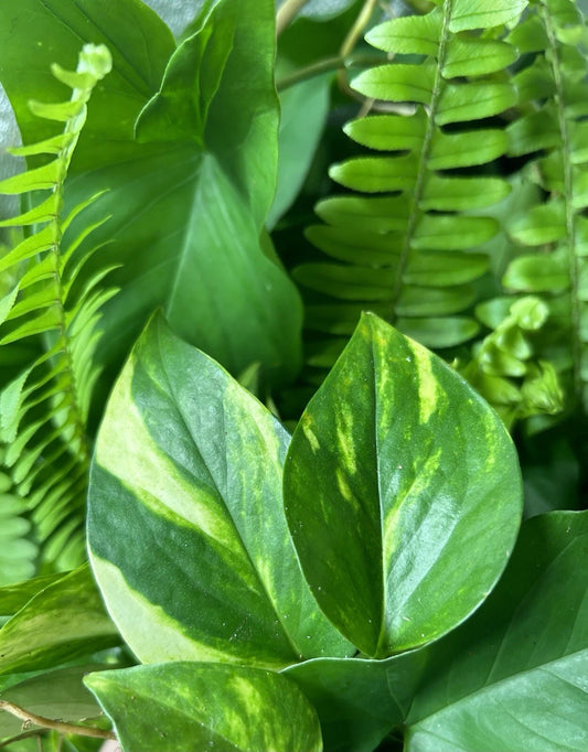 15 Rooted Plant Cuttings - Ferns, Pothos & Arrowhead Vines - Healthy and Rooted Plants for Easy Planting
