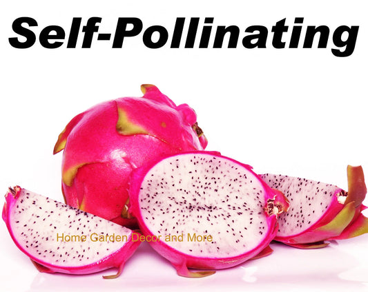 4 Cuttings Vietnamese Dragon Fruit White Flesh Pitaya Plant - Hyloceereus undatus Hybrid - Self Pollinating, 6-8 Inches Tall