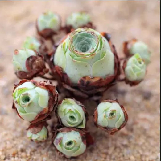 10 seeds Aeonium Greenovia Aurea, mountain rose