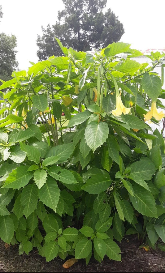 Angel Yellow Trumpet Cutting - Brugmansia - 6-8" Long - No Roots - Toxic Plant for Gardeners - Indoor/Outdoor