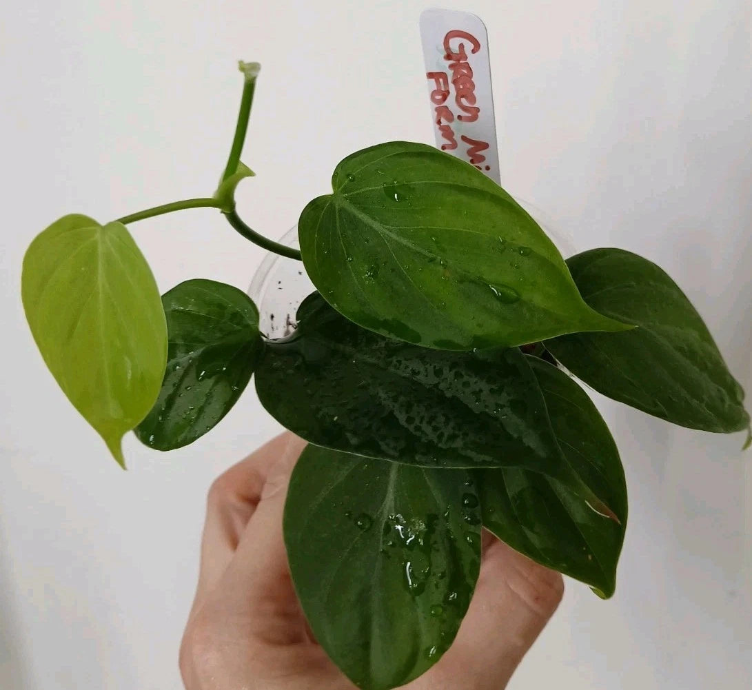 Rare Unrooted Cuttings ×5 Green Form Micans - Philodendron Micans - Ships in Moss - Perfect for Plant Enthusiasts