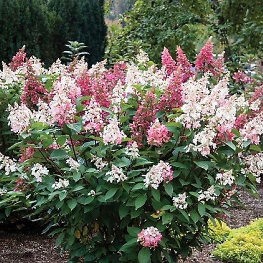 1 Live Plant Bloomin' Easy Candelabra Hardy Hydrangea ( 1 QT )