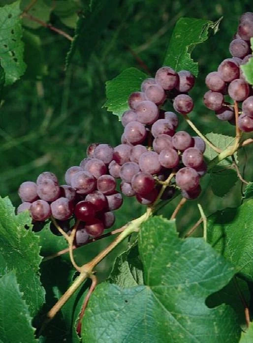 Catawba Grape Live Plant 24 Inches Vitis labrusca 'Catawba' Hardy Coppery-Red Grapes for Wine, Jams, and Fresh Eating