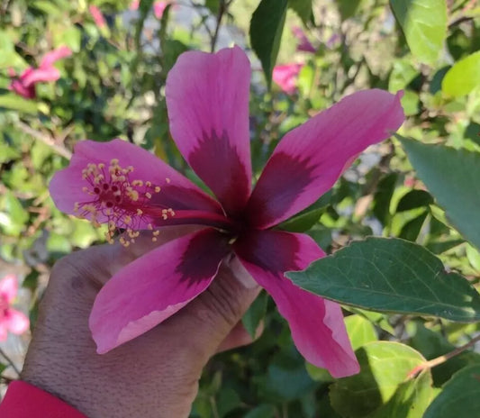 STARTER LIVE PLANT 5" TALL EXOTIC TROPICAL FIJI ISLAND HIBISCUS WELL ROOTED