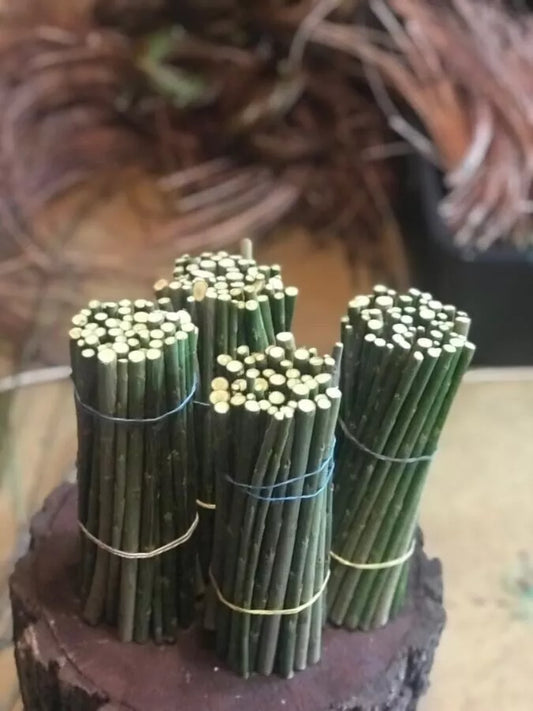 Black Willow Cuttings - 12 Unrooted Salix Nigra for Easy Rooting, Ornamental Tree, Ideal for Bonsai and Landscaping