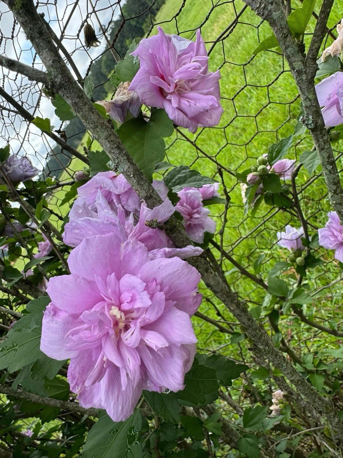 Purple Double Rose of Sharon Hibiscus Shrub Rooted Cuttings - Hibiscus syriacus - Live Plants for Garden Landscaping