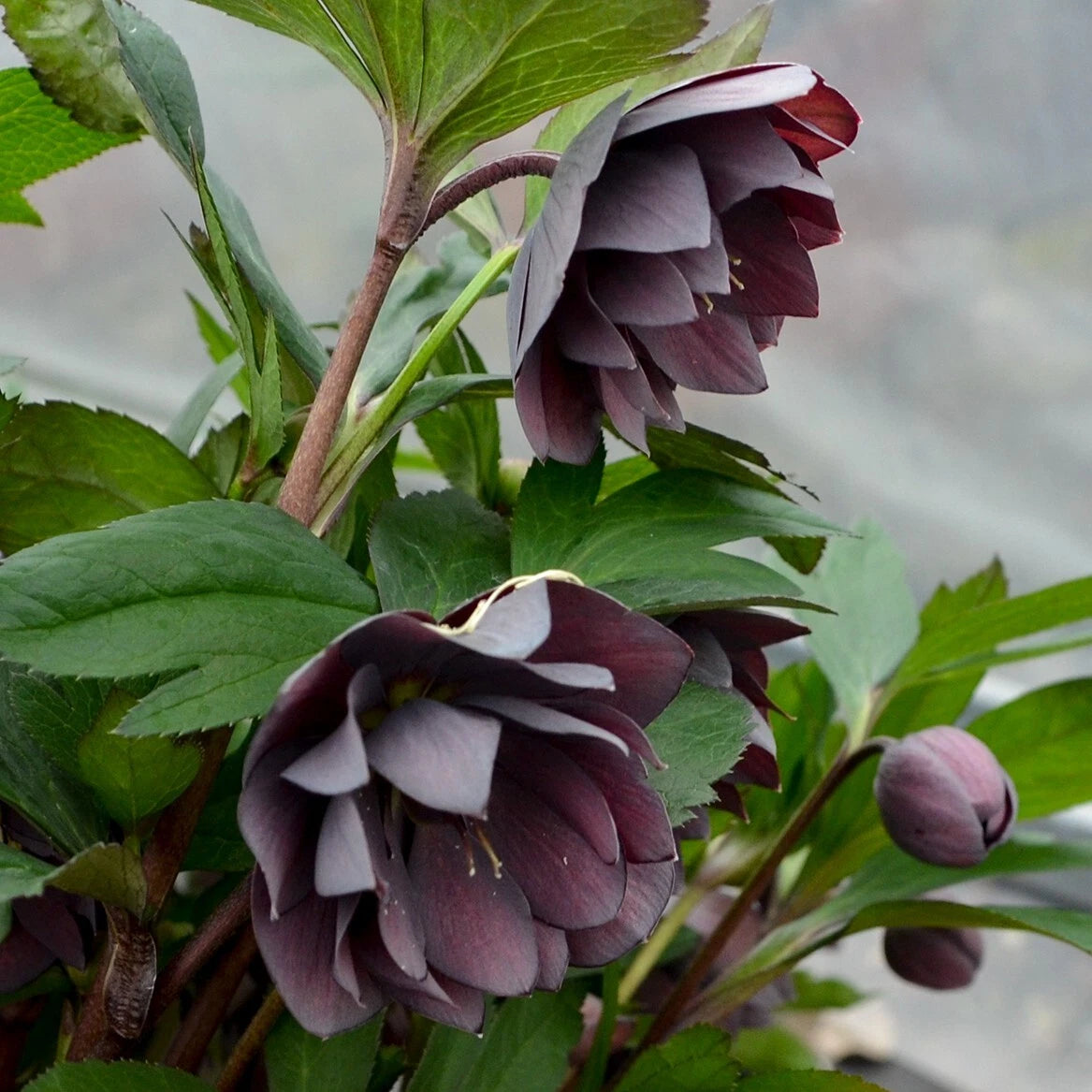 Hellebore Plant 5.25" Pot 'Dashing Groomsmen' Lenten Rose Helleborus - Double Slate Gray to Dark Purple Flowers