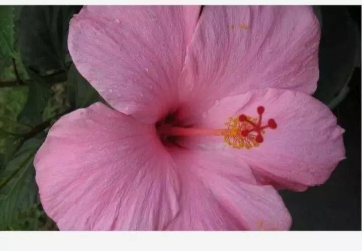 STARTER LIVE PLANT 5 TO 7 INCHES TALL SEMINOLE PINK HIBISCUS WELL ROOTED