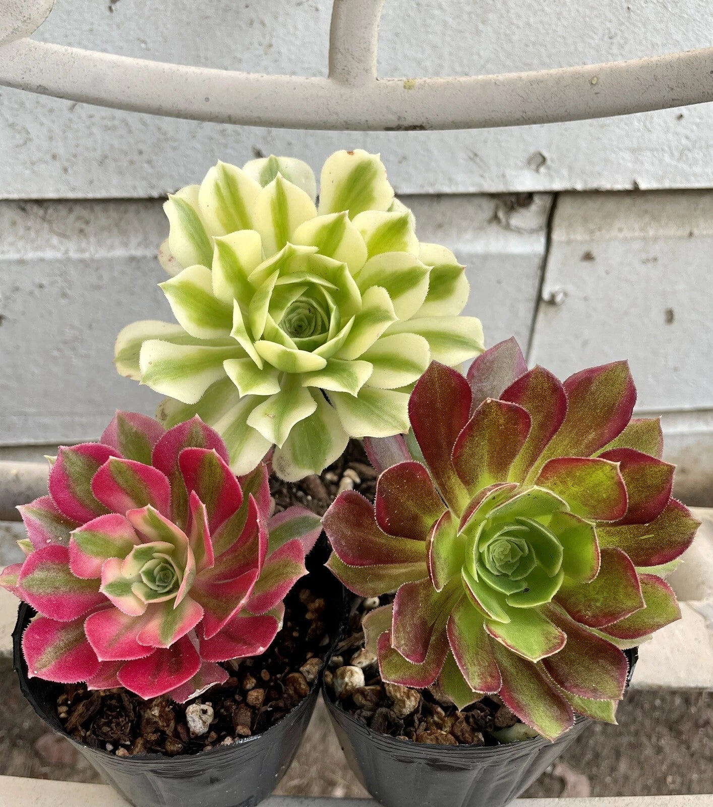 Live Succulents - Aeonium Cutting Combo - Rare Varieties (Anna, Pink Witch, Meybach) - 2.5” Pot Size