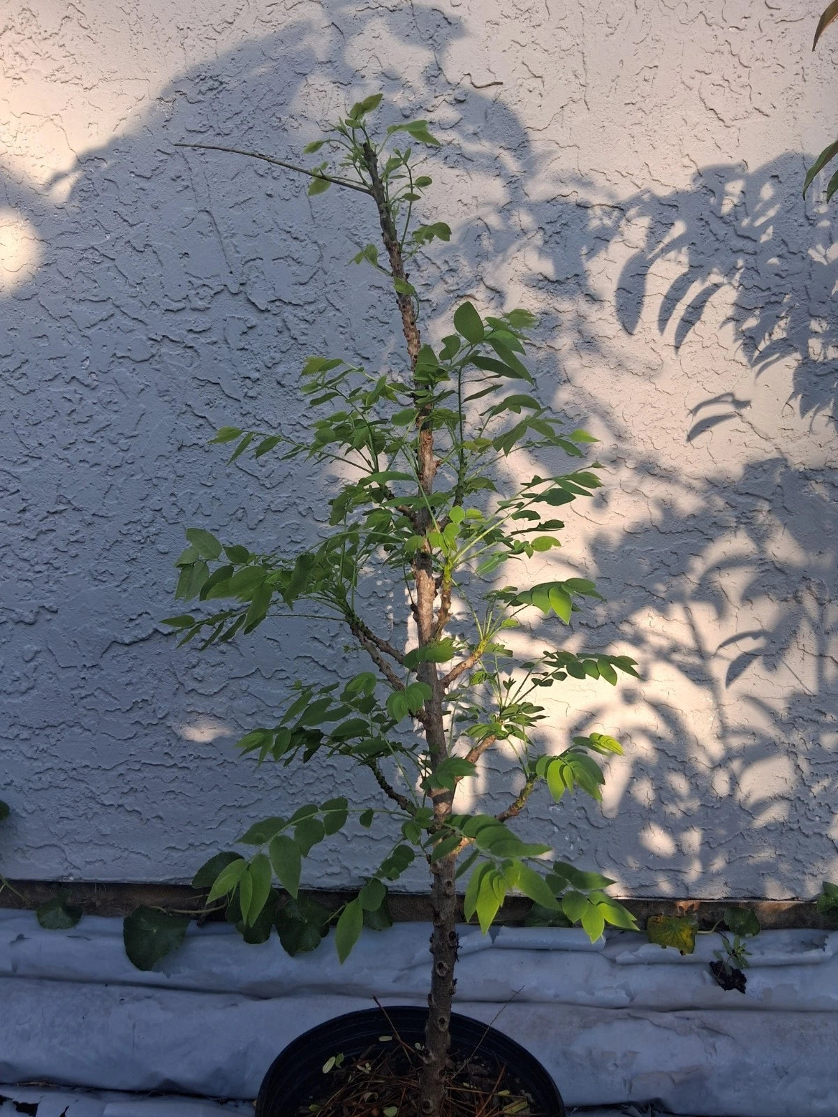 Jaboticaba Root Sucker - 1 Year Old Red Hybrid - Nho Thân G? T? Quý - 17" Tall - Tropical Fruit Tree