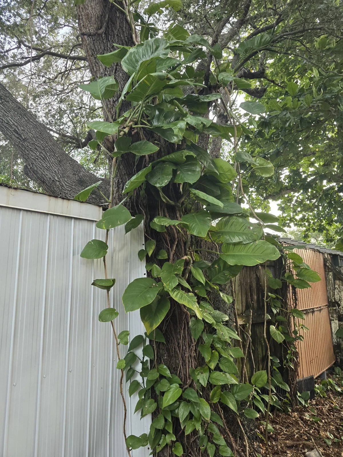 Giant Green Pothos Cuttings 6-8 In, Taro Vine Single Leaf, Epipremnum aureum, Tropical Indoor Plant