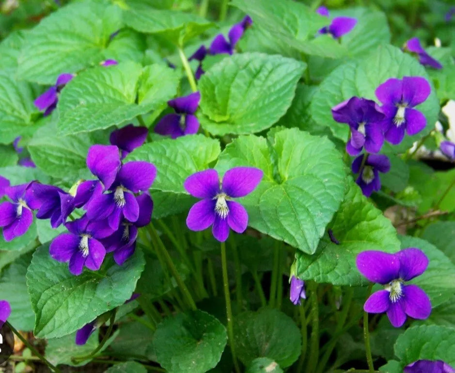 Purple Wild Violets Flower Bulbs - 15 Bare Root Perennial Native Wildflower (Viola spp.) for Easy Planting and Propagation
