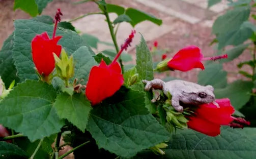 2 TURK'S CAP PLANTS ROOTED STARTER SLEEPING HIBISCUS RED FLOWERS BUSH SHRUB