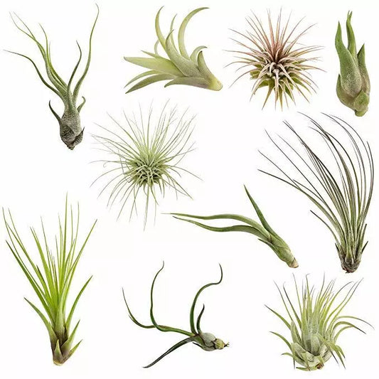 Air Plants Tillandsia Collection of 10 Easy Houseplants