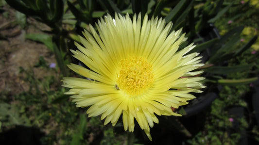 Yellow Ice Plant Cuttings - 3 Unrooted Succulent Cuttings (Carpobrotus edulis) - Sour Fig, Cape Fig, Easy to Root
