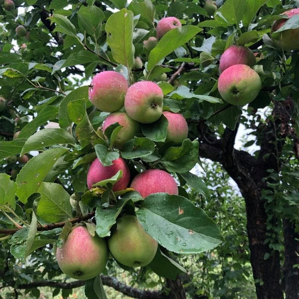 Malus Domestica 'St. Lawrence' Apple Tree - Bare Root 16+ Inches - Crisp Juicy Fruit for Dessert & Pies