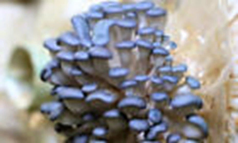 Oyster Blue Mushroom Spores - 20g Organic Mycelium Spawn - Edible Fungi Seeds - Pleurotus ostreatus