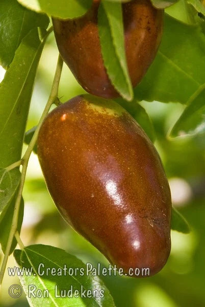 Jujube Tree Cuttings 5+ pcs GA866 Chinese Red Date Tao Tau Hong Tao - Best for Grafting, Low Success to Root