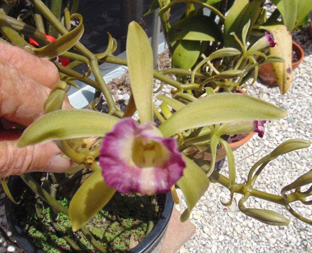Vanilla Orchid Plant Bare Root 48" Vanilla dilloniana 'Intelligent Design' AM/AOS Fragrant Rare Species